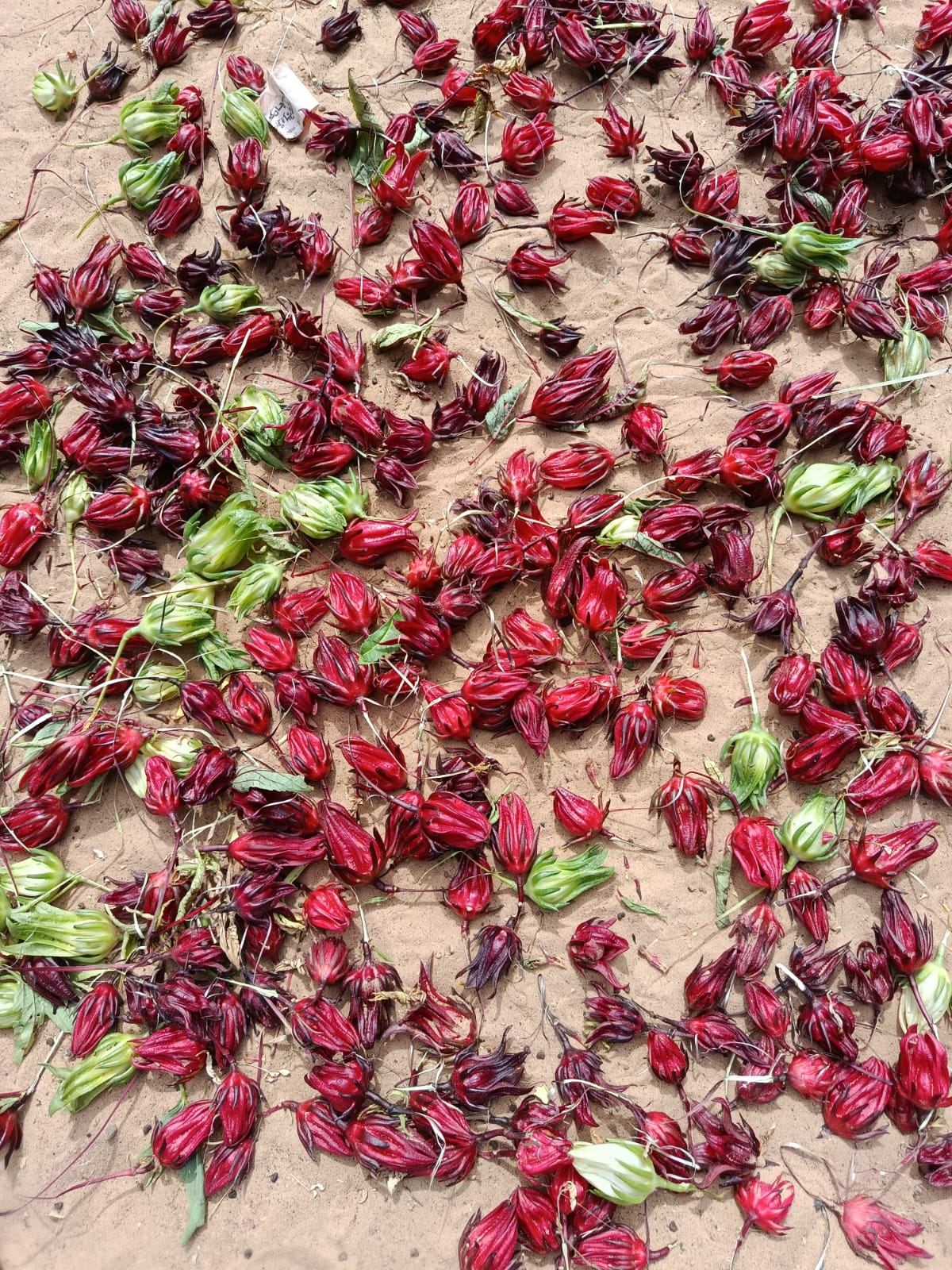 Fleurs d'hibiscus séchées après la récolte