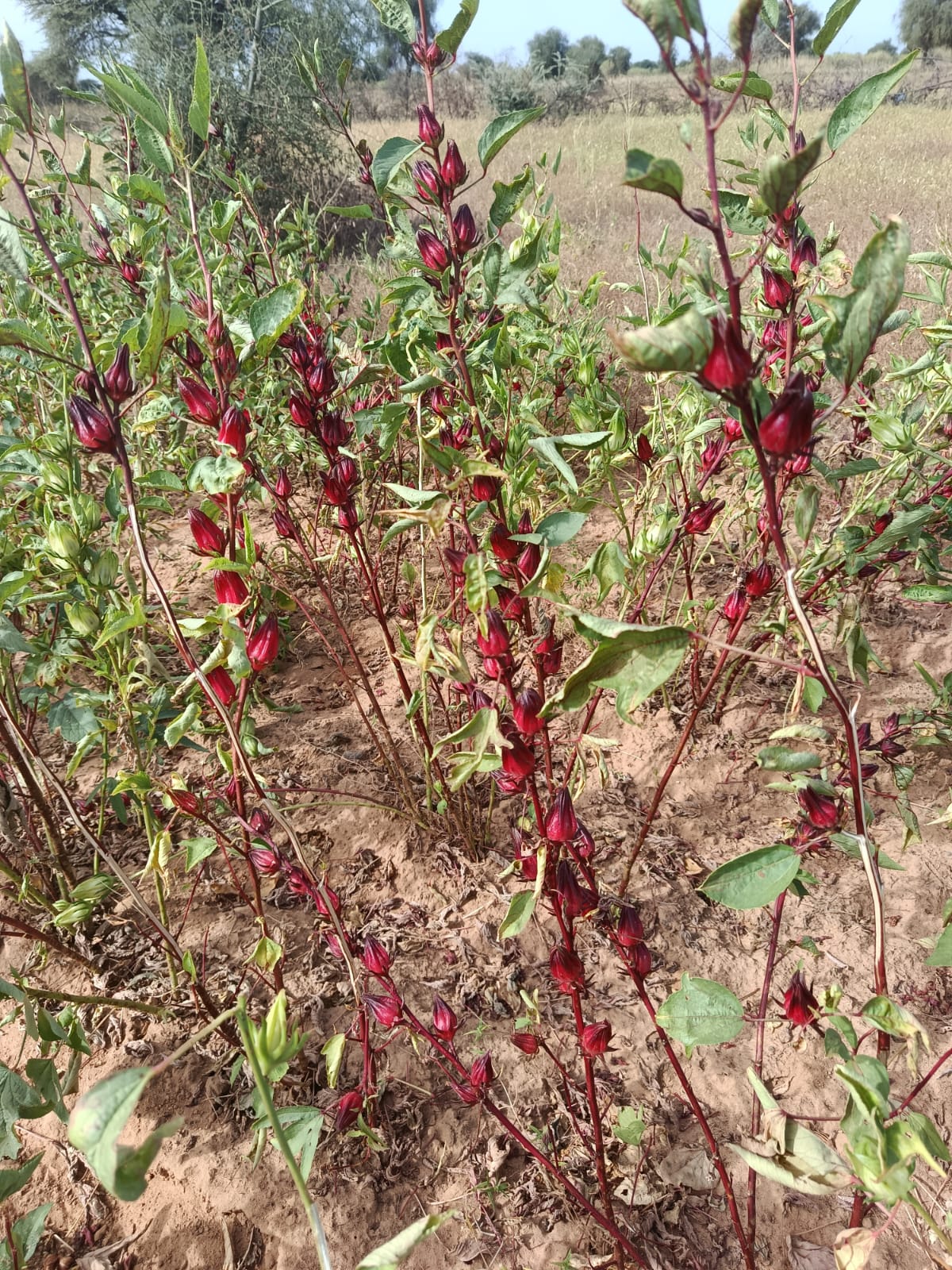 Champs de bissap au Ferlo, Sénégal